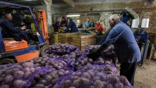 Teuer und knapp: Warum Russland zu wenig Kartoffeln hat