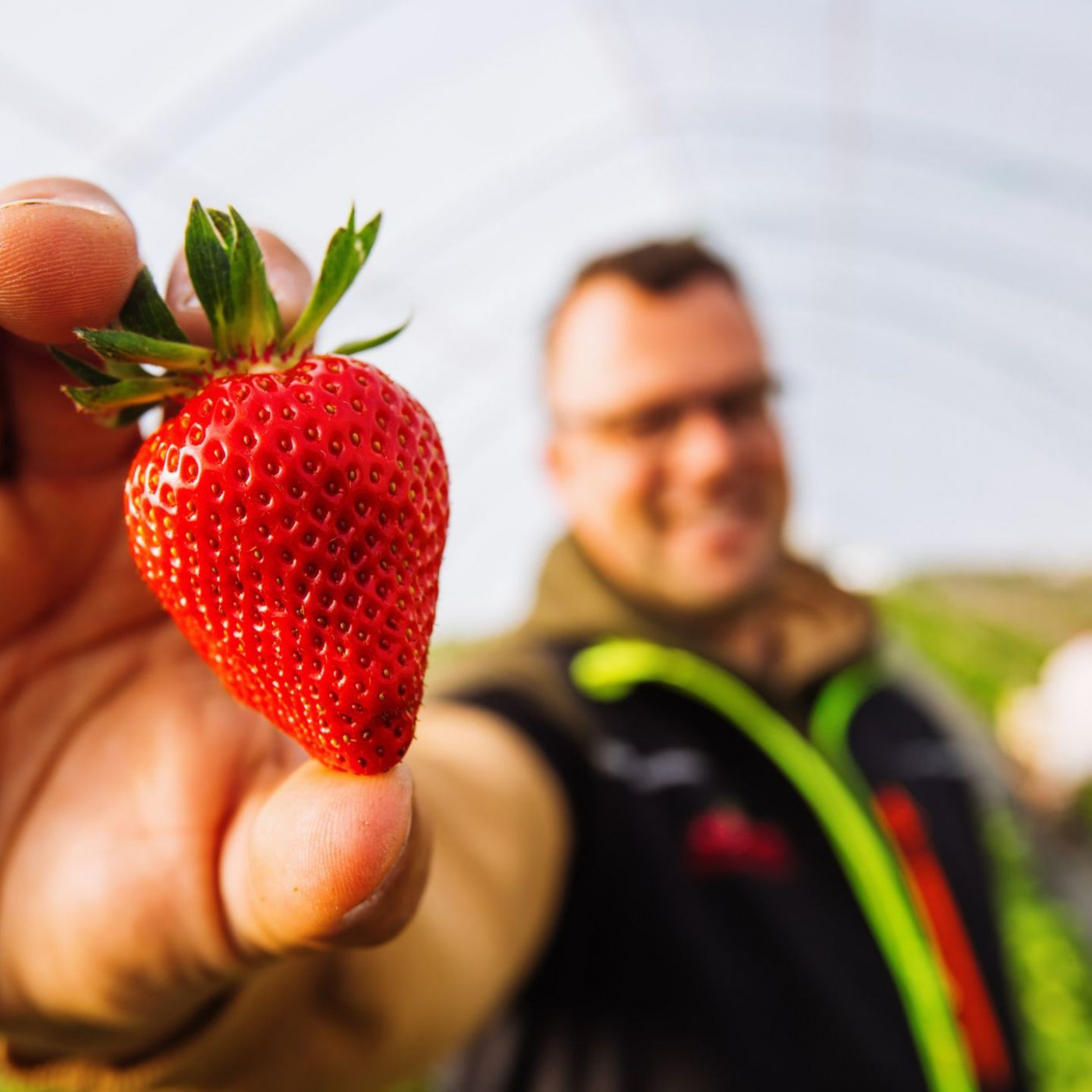 Teurer Genuss - warum Erdbeeren so viel kosten