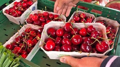 Obstbauern erwarten reiche Kirschen-Ernte