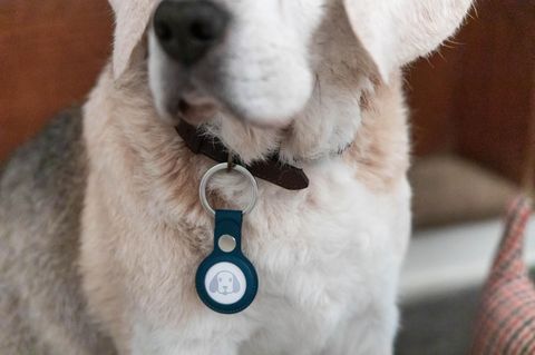Für Hunde und Koffer: Galaxy SmartTag 2 bei Amazon mit 57 % Rabatt