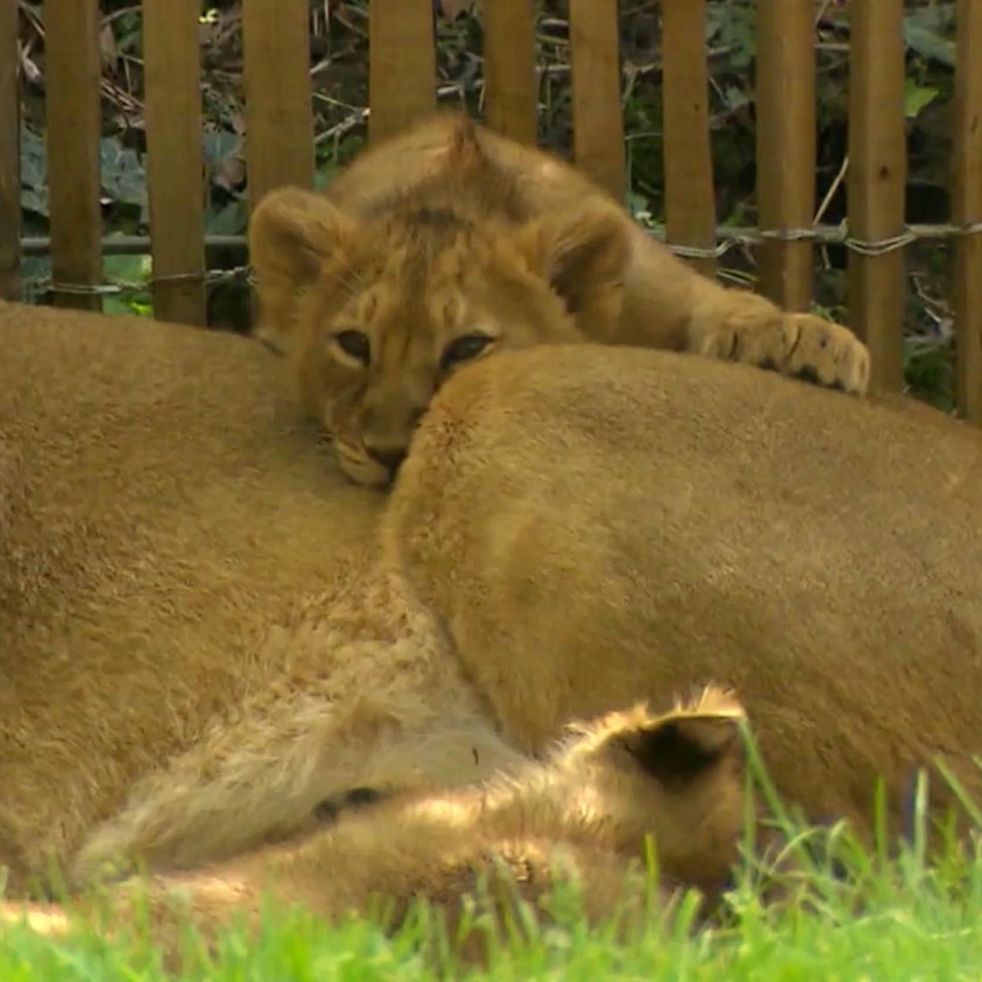 Nach Kritik: Kölner Zoo verteidigt Einschläferung von Löwenjungen