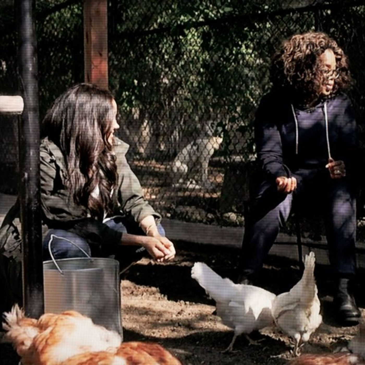 Oprah, die Sussexes und der "Enten-Notfall"