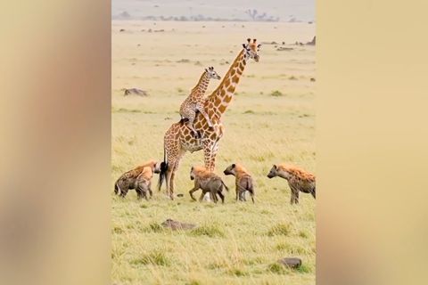 Giraffe trägt Junges huckepack, um Hyänen zu entkommen – ist das Video echt?