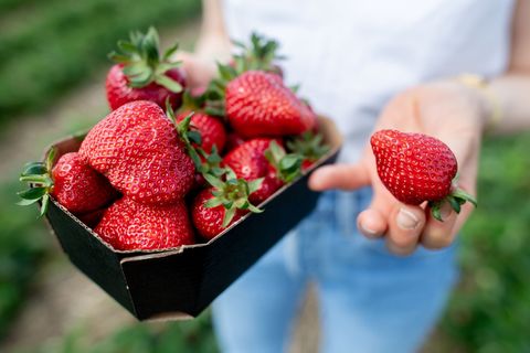 Erdbeerpflücken mit KI: Ernteroboter soll Betriebe entlasten