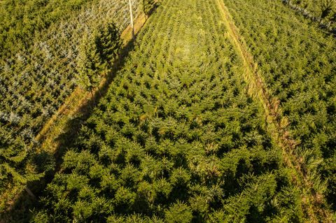 Frost, Trockenheit, höhere Kosten: Tannenbäume werden teurer