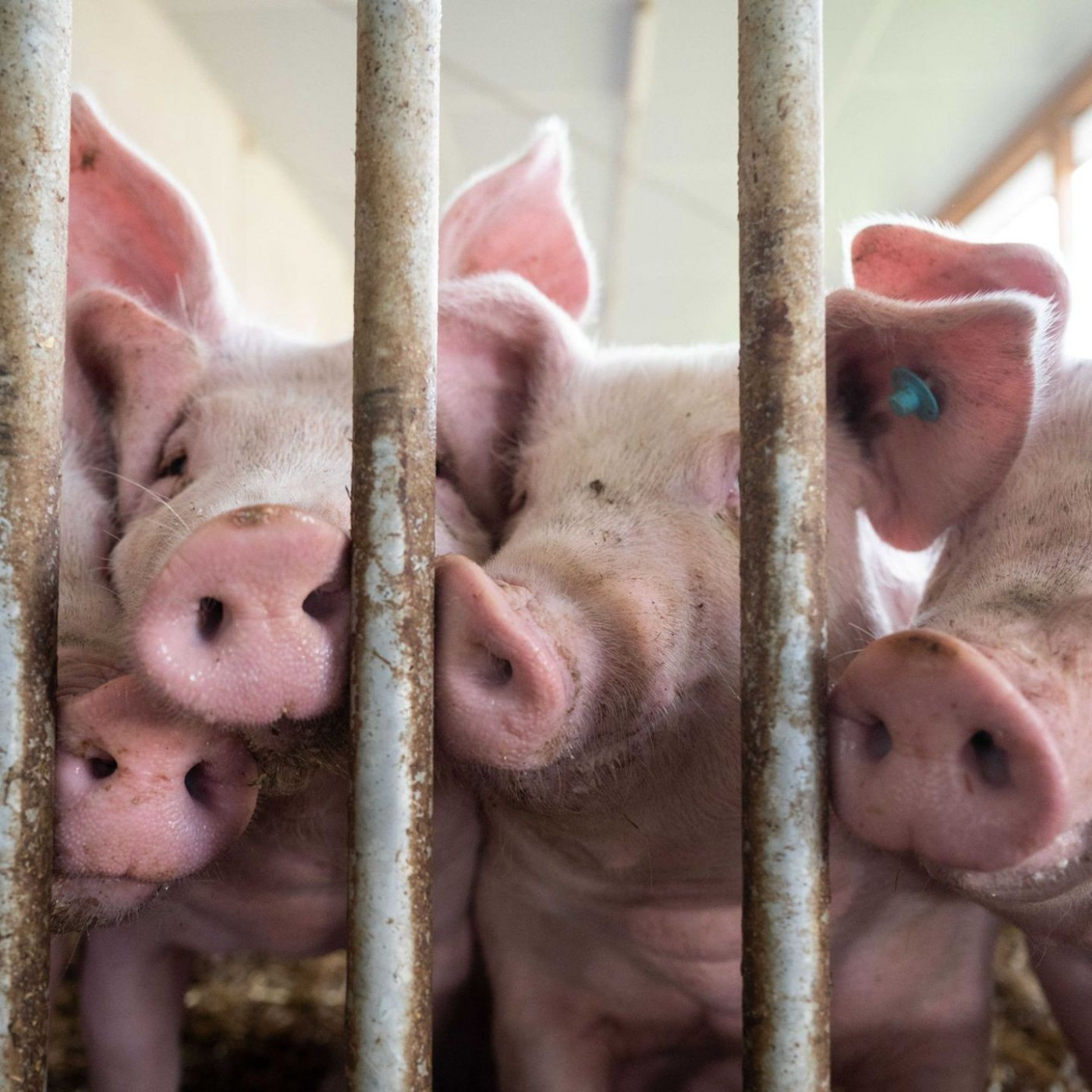 Stopp für Sonderförderung zum Umbau von Schweineställen