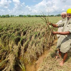 Wie der Basmati-Streit in der EU ankommt