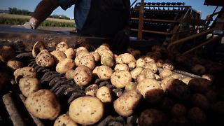 Ministerium erwartet größte Kartoffelernte seit 25 Jahren