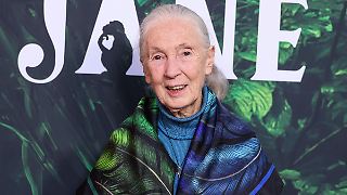 Promis trauern um Affenforscherin Jane Goodall