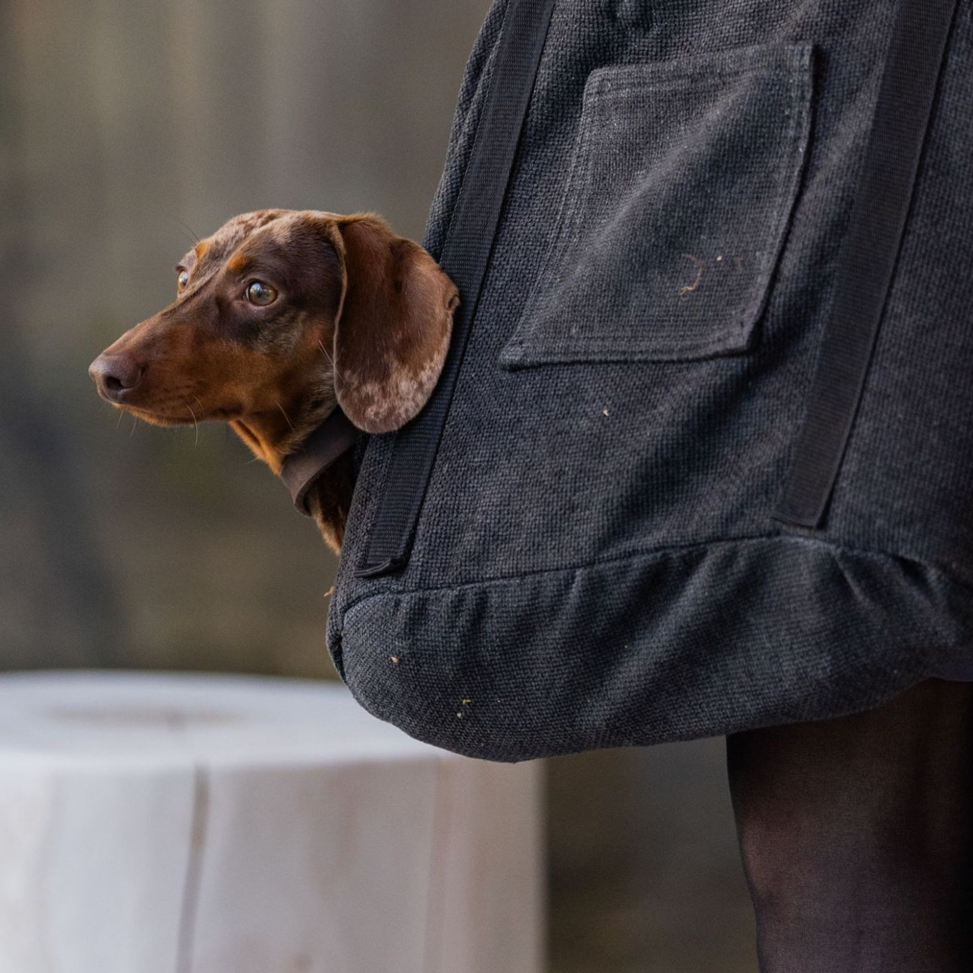 Hundesteuer auf Rekordhoch – Futterpreise ziehen weiter an