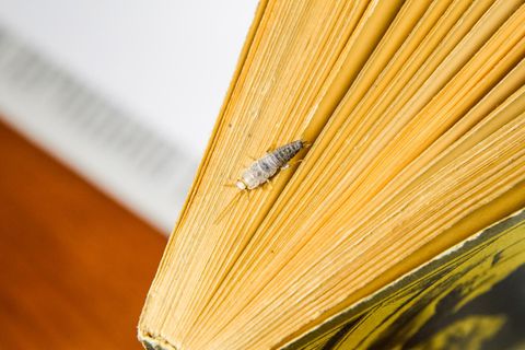Papierfischchen bekämpfen – so werden Sie die lichtscheuen Tiere los