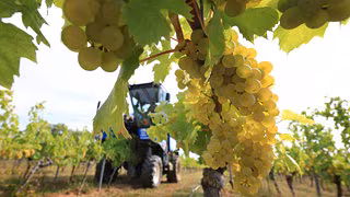 Winzer immer mehr unter Druck, immer mehr Weinberge in Gefahr
