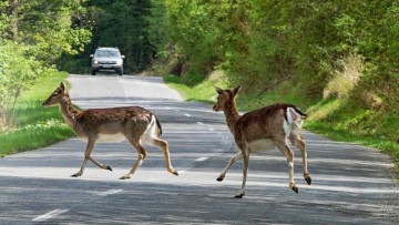 Verkehrsrecht: War der Wildunfall unabwendbar?