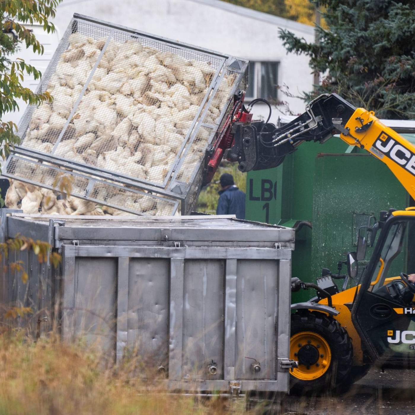Vogelgrippe breitet sich aus – Stallpflicht greift
