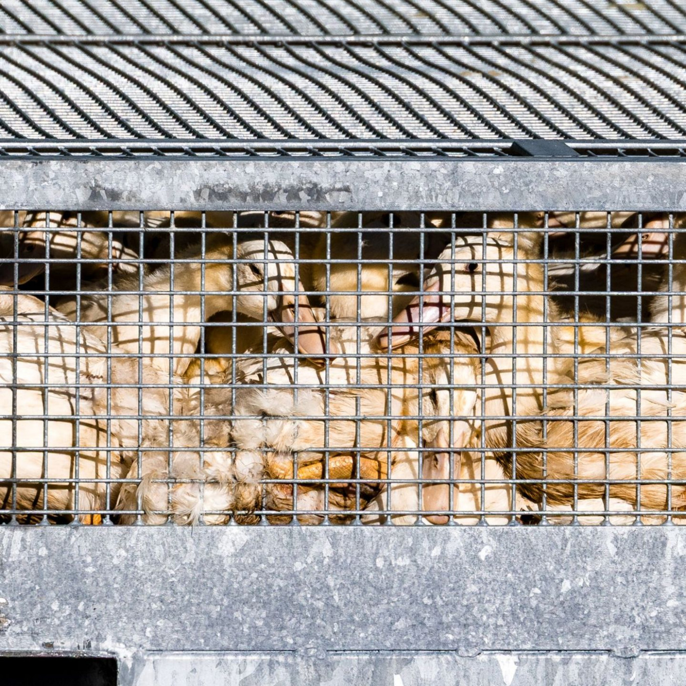 Saarland verhängt Stallpflicht wegen Vogelgrippe
