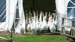 Auch Hamburg verhängt wegen Vogelgrippe Stallpflicht