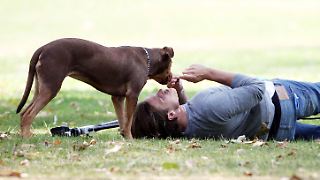 Tom Brady behauptet: Sein Hund ist ein Klon