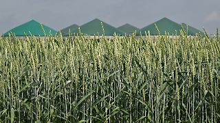 "Biogas leistet dasselbe wie Gaskraftwerke - 50 Milliarden Euro günstiger"