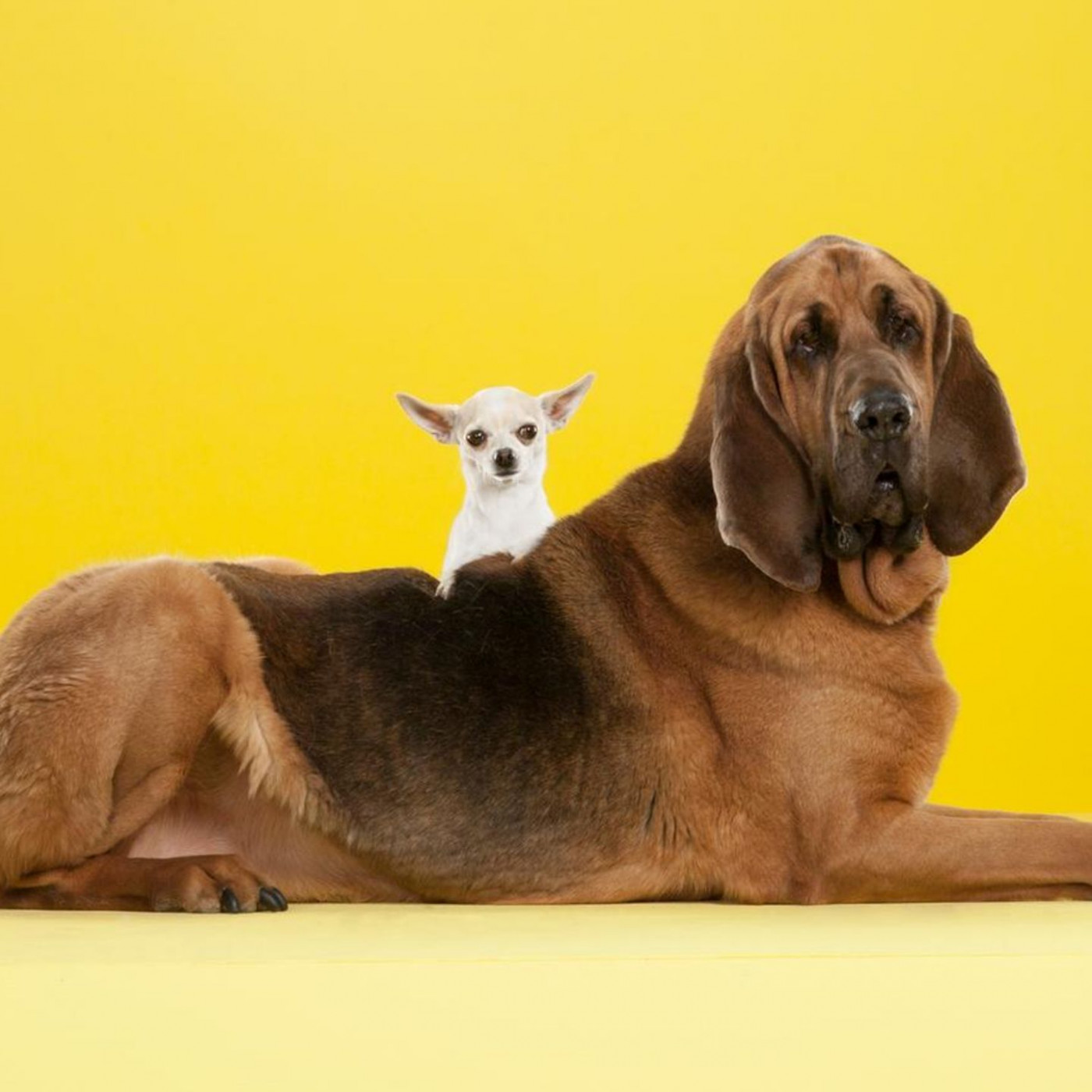 Welcher Hund passt zu Ihnen? Machen Sie den Selbsttest