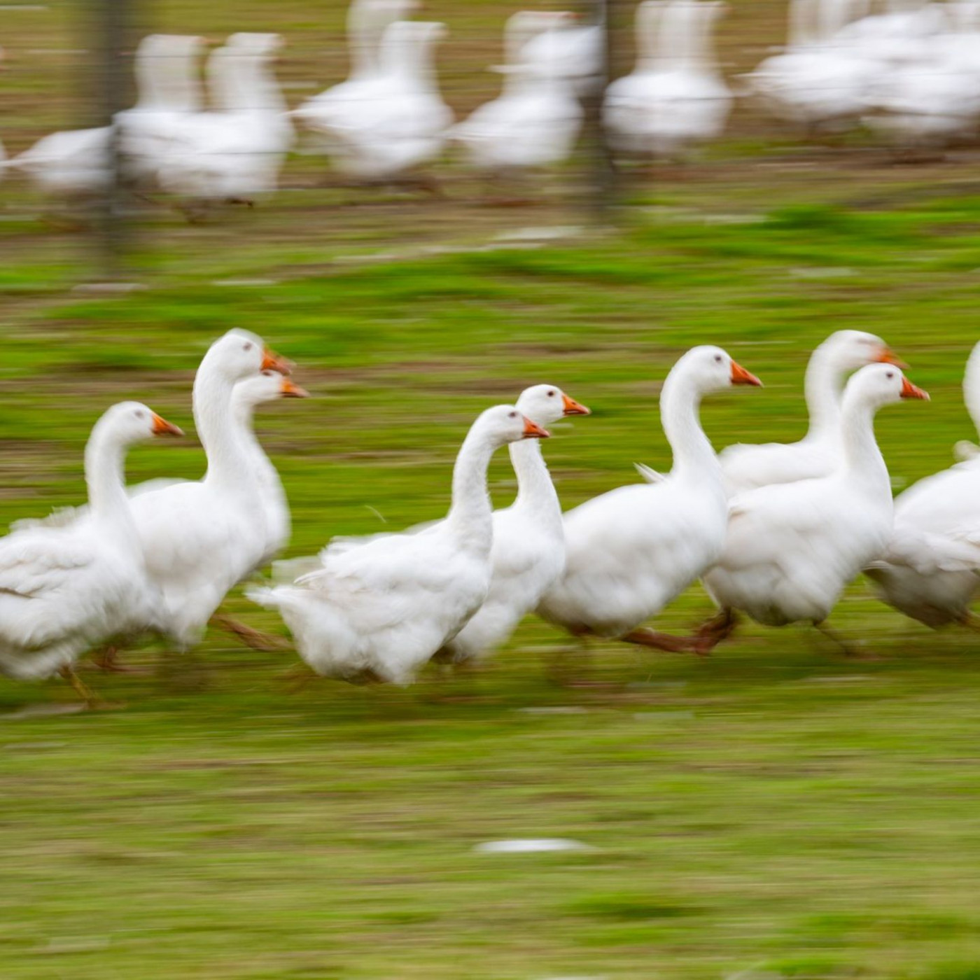 Deutsche Weihnachtsgans kann knapp werden - Wild beliebter?