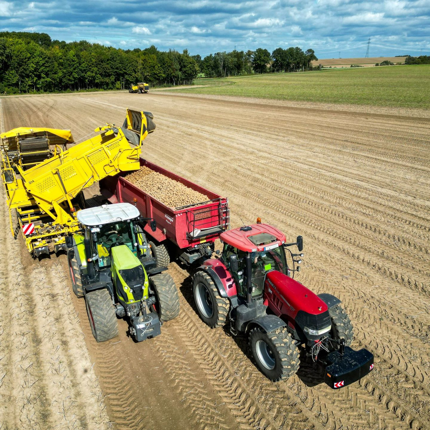 Top-Kartoffelernte - aber die Verbraucher profitieren kaum