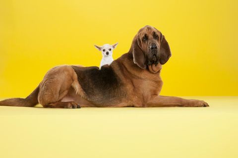 Welcher Hund passt zu Ihnen? Machen Sie den Selbsttest