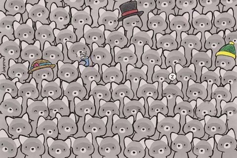 Blitz-Augentest: Können Sie die kleine Katze in nur 15 Sekunden finden?