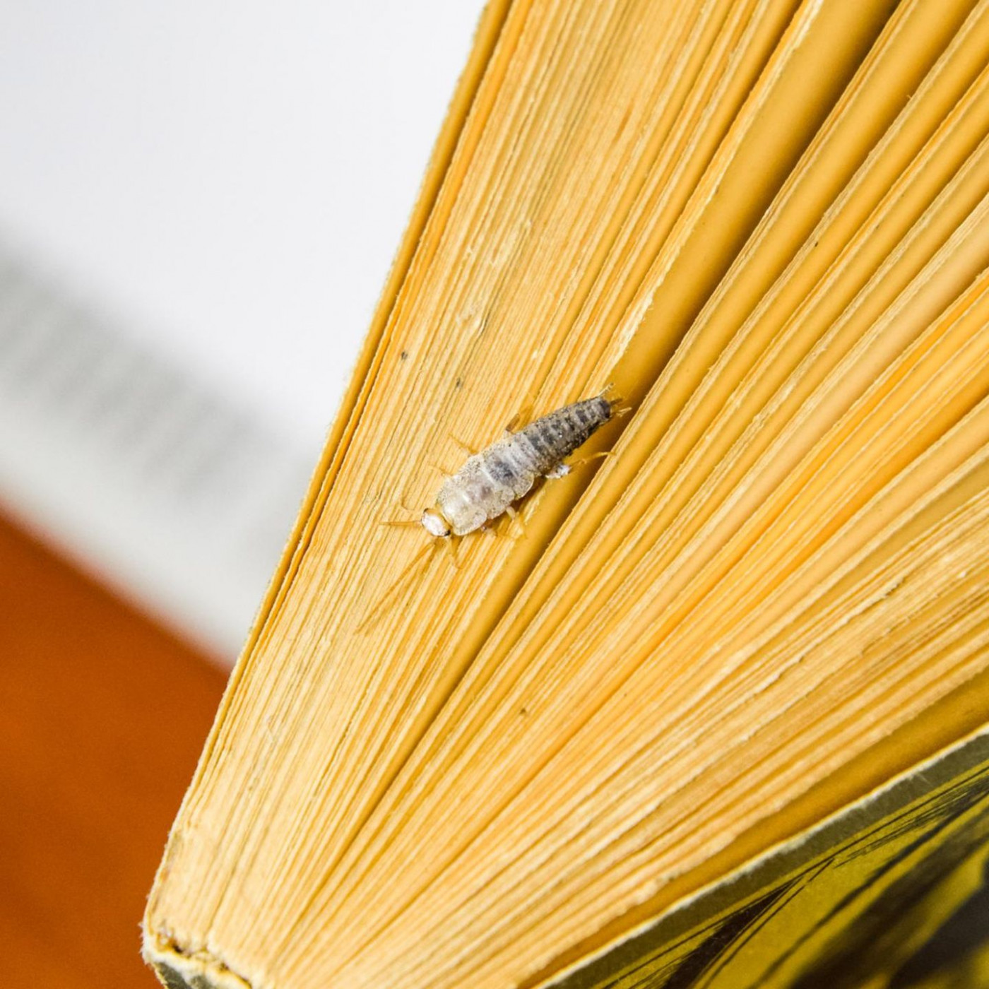 Papierfischchen bekämpfen – so werden Sie die lichtscheuen Tiere los