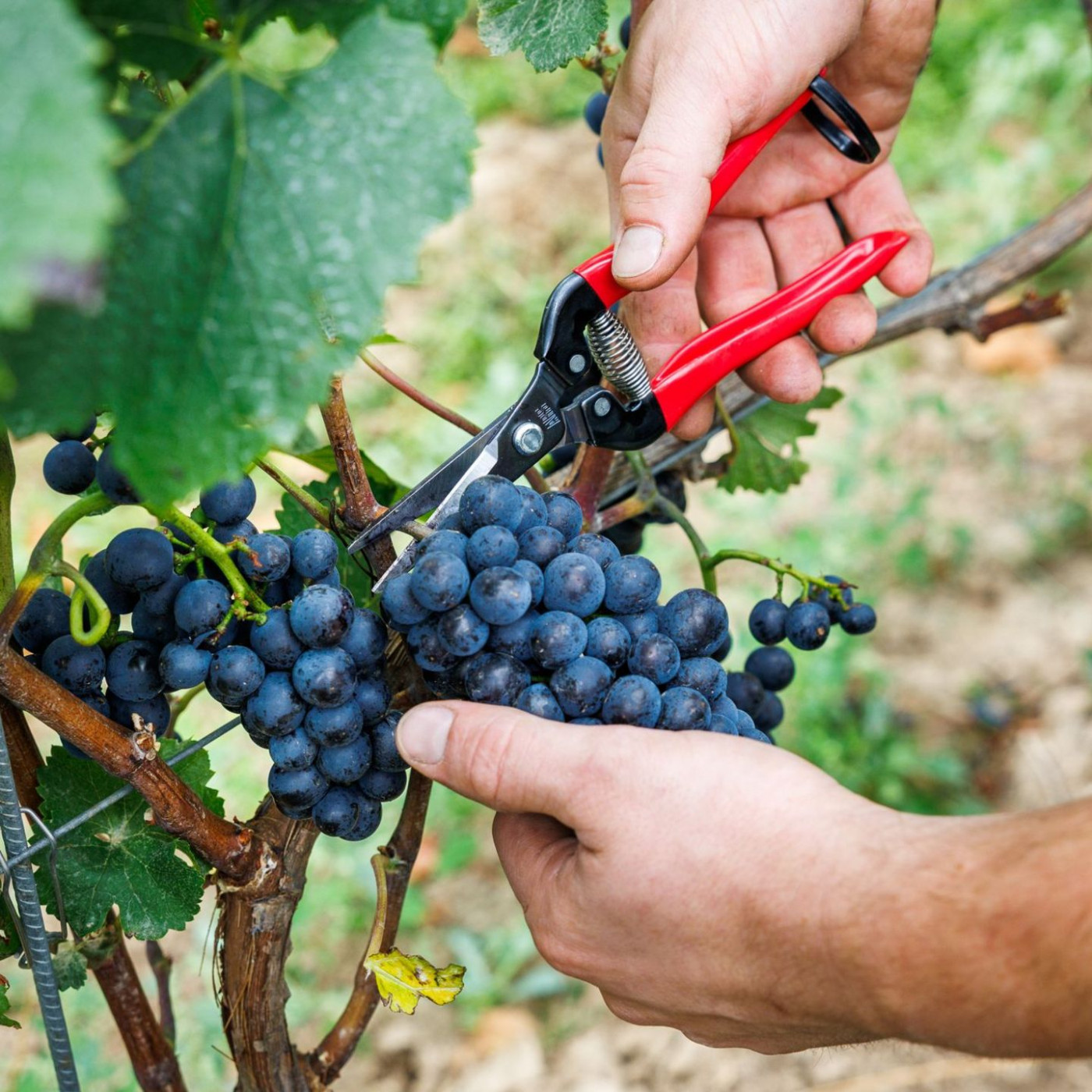 Verband: Deutscher Weinanbau steckt "in historischer Krise"