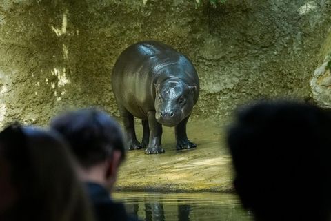 Die verr&uuml;cktesten Tiergeschichten 2025