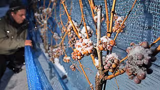 Weinbau im Wandel: Saale-Unstrut sucht einen Ausweg aus der Absatzkrise