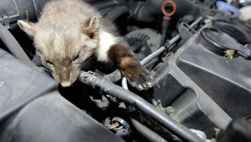Saisonstart f&uuml;r Marder: J&auml;hrlich mehr als 250.000 Sch&auml;den an Fahrzeugen