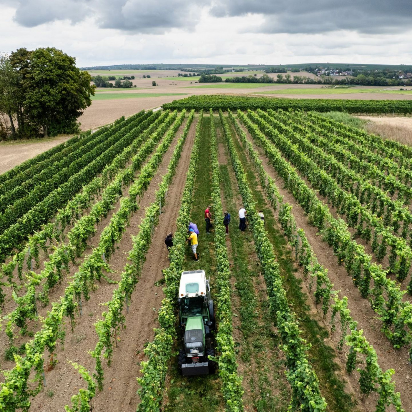 Deutsche Winzer erzeugen etwas weniger Wein