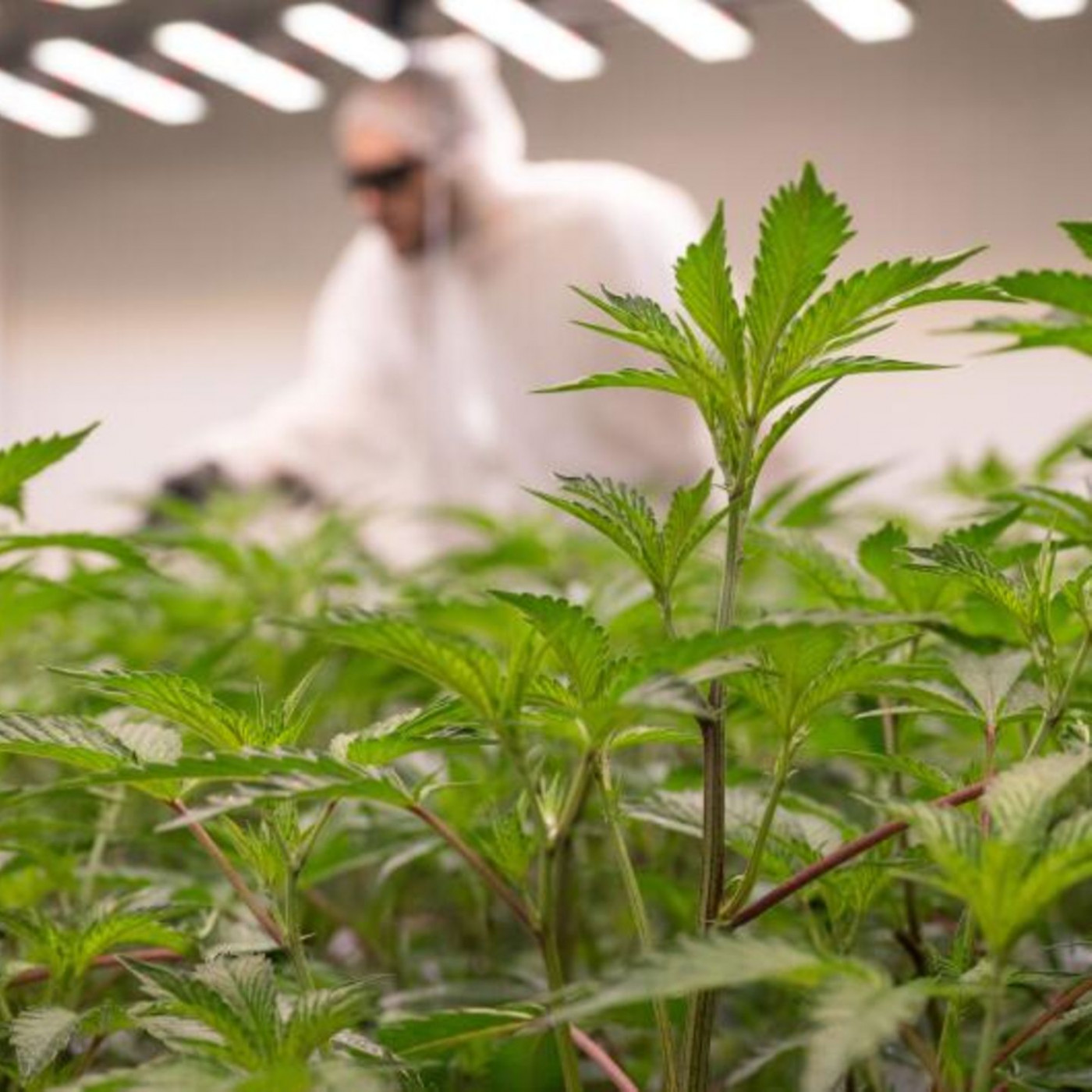 Nach Teillegalisierung: So viele Cannabisvereine gibt es in Deutschland