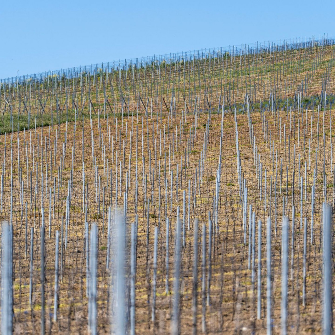 Robuste Rebsorten legen auf niedrigem Niveau zu