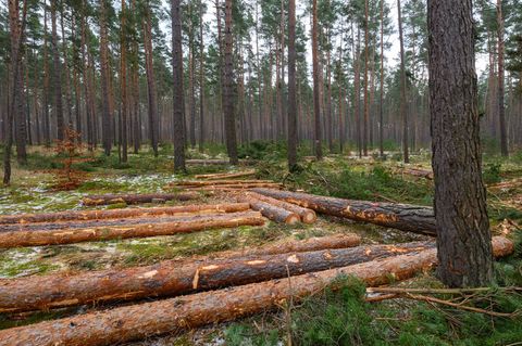 Holzeinschlag in deutschen W&auml;ldern sinkt weiter
