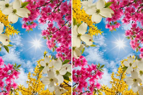 Finden Sie drei Fehler auf dem rechten Blumen-Bild?