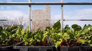 Salat vom Dach: So viel steckt in Urban Farming